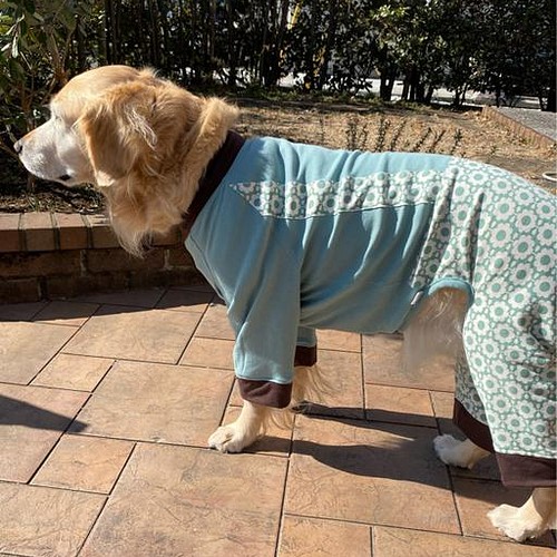 犬の浴衣✨犬用本格浴衣 男の子 ネイビー 本染 犬服 夏 ペット服 