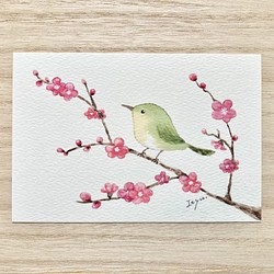 透明水彩画 3枚セット「梅とうぐいす」水彩画イラストポストカード 鳥 