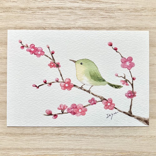 透明水彩画 3枚セット「梅とうぐいす」水彩画イラストポストカード 鳥 ...