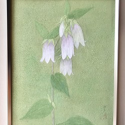 花　絵　植物画　癒し　優しい　インテリア　額入り　日本画　『ホタルブクロ』 1枚目の画像