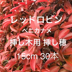 レッドロビン ベニカナメ 挿し木用 挿し穂 15cm 30本 紅カナメ ベニカナメモチ フラワー リース ちいさなうさぎ 通販 Creema クリーマ ハンドメイド 手作り クラフト作品の販売サイト