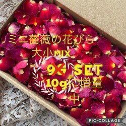 ♢お客様専用ページ／ 押し花素材 ☘ミニバラの花びら、花弁 Part ⑫