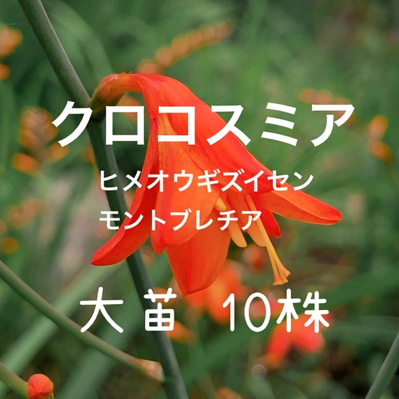 モントブレチア 大苗 10株 ヒメヒオウギズイセン クロコスミア 姫檜扇水仙 多年草 フラワー リース ちいさなうさぎ 通販 Creema クリーマ ハンドメイド 手作り クラフト作品の販売サイト