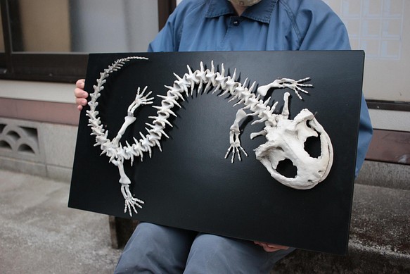 オオサンショウウオ 全身骨格模型【 両生類 ・ 有尾類 】 - aupci.org