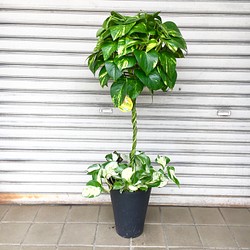 【現品】観葉植物　バルーンポトス　ゴールデンポトス　７号鉢 バルーン仕立て