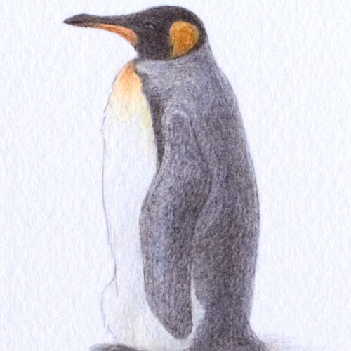 手描き】 彩色 鉛筆画 No.8 Penguin King penguin 絵画 小島 加容子 