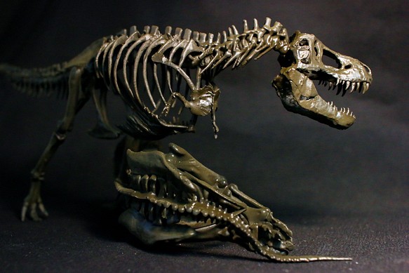 約33cm】 ティラノサウルス と トリケラトプス 縮小全身骨格模型 