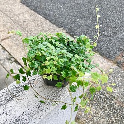 レア フィカス プミラ クエルギフォリア 天使のいたずら 3号ポット その他インテリア雑貨 Plants Shop Olive 通販 Creema クリーマ ハンドメイド 手作り クラフト作品の販売サイト