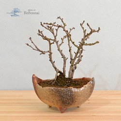 インテリア盆栽「長寿梅 - 赤花」 1枚目の画像