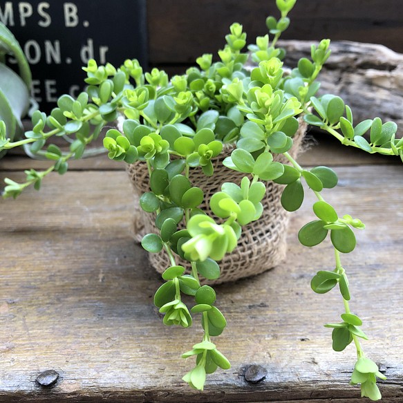 驚きの安さ デピーナ ペペロミア 観葉植物 可愛い葉っぱ 観葉植物