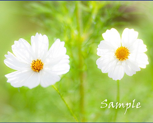 ◇白いコスモスの花言葉 優美 美麗 純潔 写真・グラフィック マーク