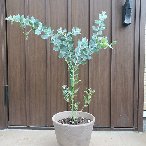 可愛いテラコッタ鉢植え♪大きめ パールアカシア カラーリーフ 苗 苗木 