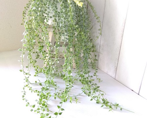 希少　ディスキディア　ミリオンハート　斑入り　ボリュームの5号鉢　観葉植物　育てやすい　インテリアグリーン　プレゼント