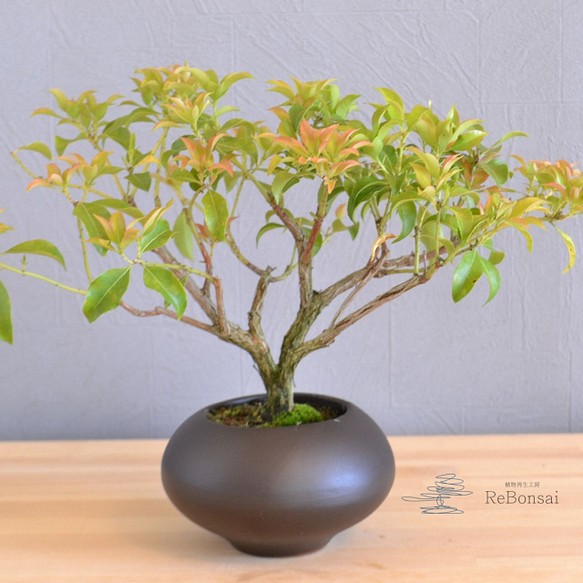 インテリア盆栽 馬酔木 アセビ フラワー リース Rebonsai 通販 Creema クリーマ ハンドメイド 手作り クラフト作品の販売サイト