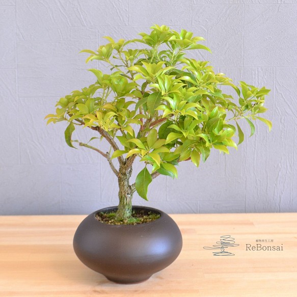 インテリア盆栽 馬酔木 アセビ フラワー リース Rebonsai 通販 Creema クリーマ ハンドメイド 手作り クラフト作品の販売サイト