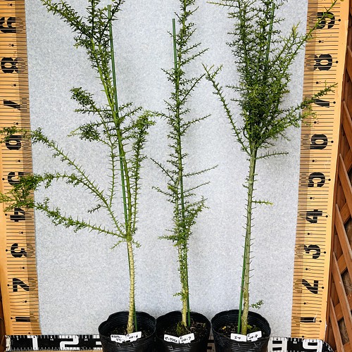 新感覚　柑橘苗　フィンガーライム実生苗　3鉢　高さ60cm  4.5号ポット観葉植物