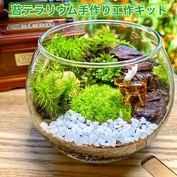 苔テラリウム 苔リウム 手作り工作キット 自由研究 テラリウム 敬老の日 小学校高学年 キット セット ハンドメイド その他インテリア雑貨 Moribito 通販 Creema クリーマ ハンドメイド 手作り クラフト作品の販売サイト