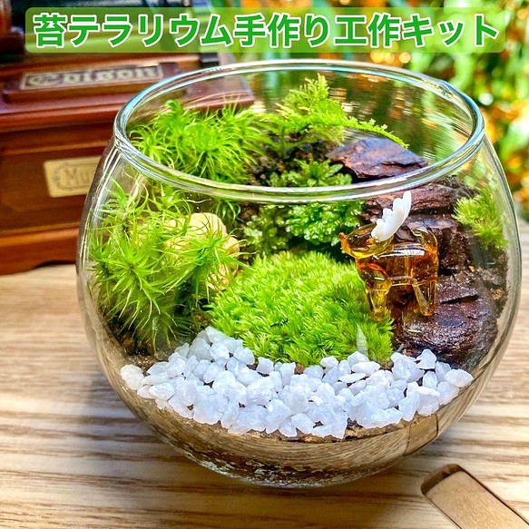 苔テラリウム 苔リウム 手作り工作キット プレゼント 小学校高学年 キット セット ハンドメイド Lancasterdentistry Net