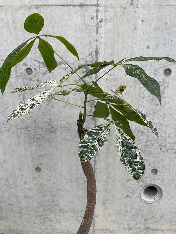 ☆パキラ斑入り ミルキーウェイ☆ 接木 希少！ 植物