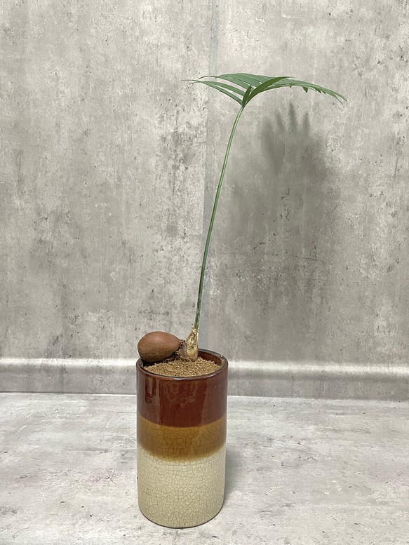 ディオーン・スピヌロスム　希少植物　鉢込み 1枚目の画像