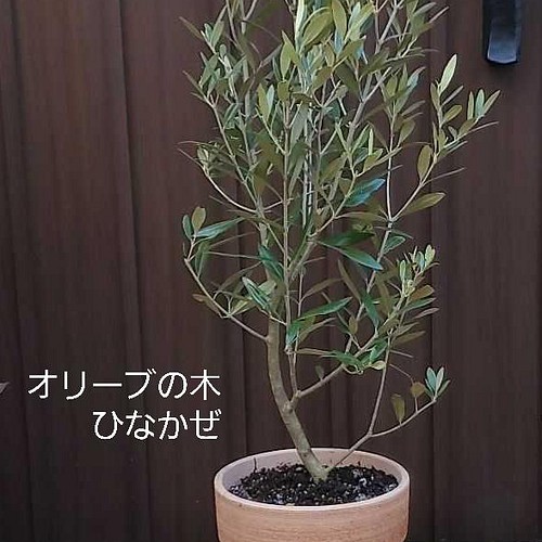 大きなオリーブの木 ひなかぜ 鉢植え 観葉植物 シンボルツリー 苗木 その他インテリア雑貨 Fleurir フルリール 通販 Creema クリーマ ハンドメイド 手作り クラフト作品の販売サイト