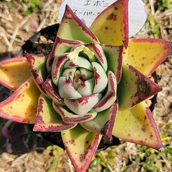 エボニースーパークローン 多肉植物 エケベリア