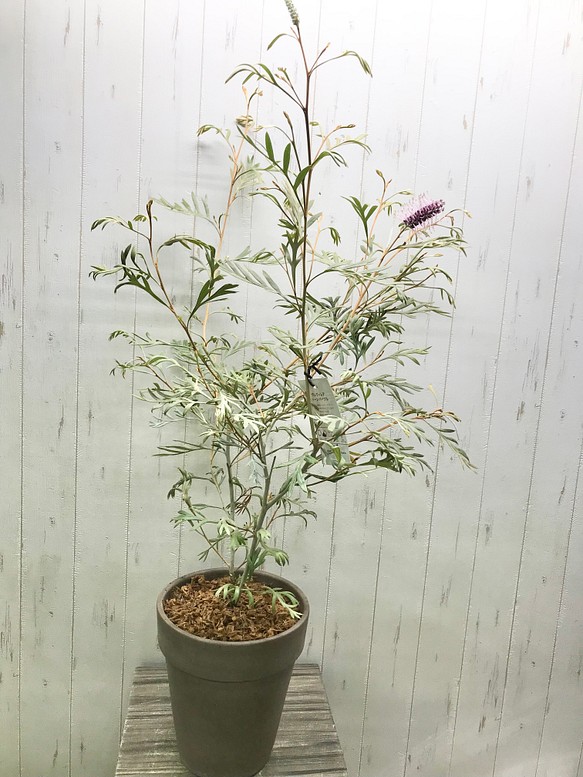 開花中 Grevillea Dawn Purple グレビリア ドーンパープル Italian Terracotta その他インテリア雑貨 Plants Shop Olive 通販 Creema クリーマ ハンドメイド 手作り クラフト作品の販売サイト