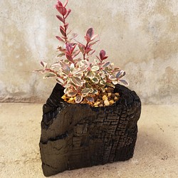 斑入り苔桃(フイリ コケモモ)の盆栽｜炭の器に入った盆栽です 1枚目の画像