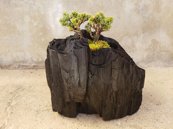 エゾマツの盆栽｜炭の器に入った盆栽です 1枚目の画像