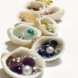 貝殻の中の宝石たち