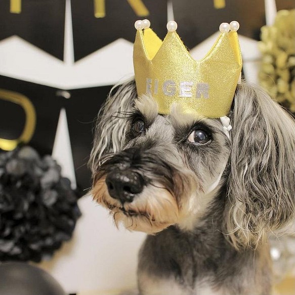 ミニ ベビークラウン y×g パール ペット 犬 猫 誕生日 1歳 王冠 クラウン あご紐 アクセサリー ゴールド