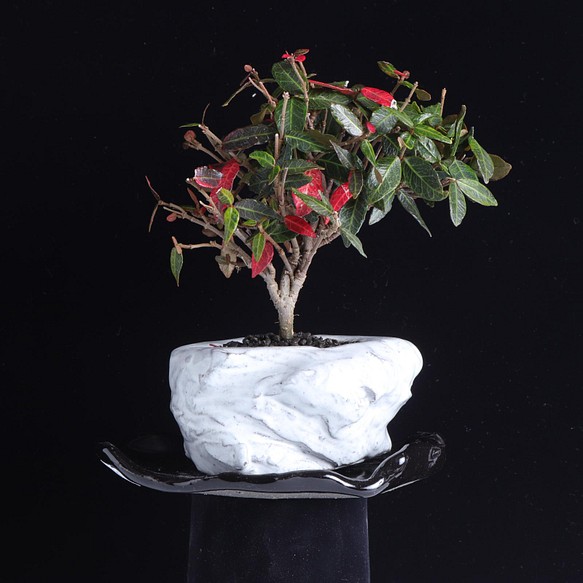 手造りの鉢に活けた　錦蔦・ニシキカズラの盆栽 1枚目の画像