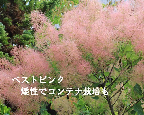 スモークツリー ベストピンク 落葉性耐寒花木 樹高が低い 明るいピンク ...