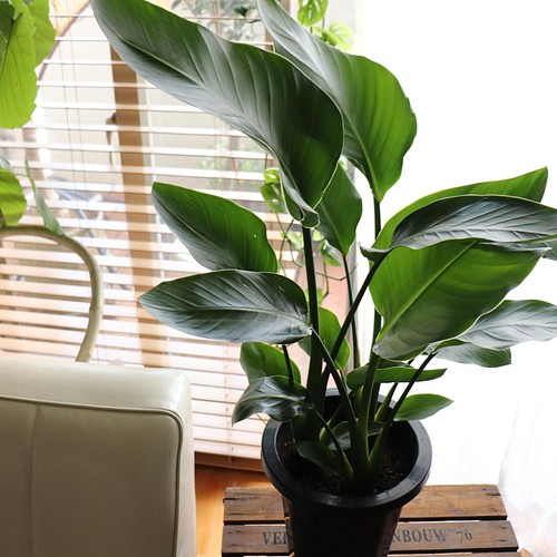 オーガスタ♡大きな観葉植物♡ストレチア♡極楽鳥花 アートフラワー