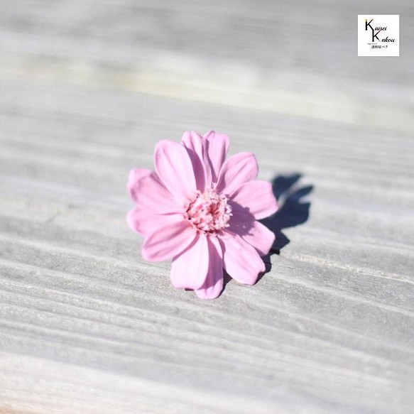 “大地農場！乾花”百日草水晶粉紅色1輪“保鮮佈置材料花卉材料植物標本館時尚 第1張的照片