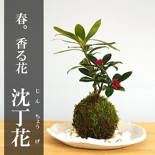 光触媒 人工観葉植物 ウォールグリーン フェイク フラワー