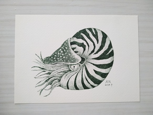 原画 額なし ペン画 最大84 オフ オウムガイ