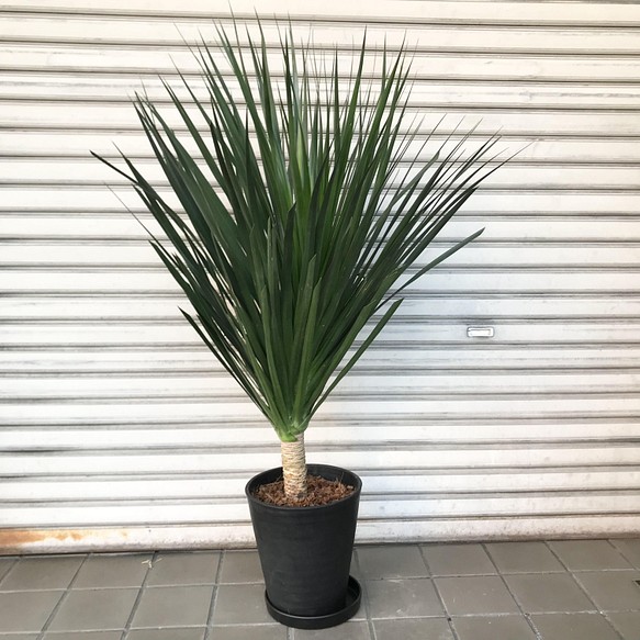 樹形 葉数抜群 ドラセナ カンボジアーナ 8号 その他インテリア雑貨 Plants Shop Olive 通販 Creema クリーマ ハンドメイド 手作り クラフト作品の販売サイト