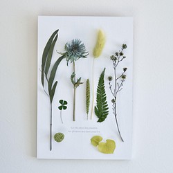 グリーンの植物の木製プレート 植物標本　壁掛け　ドライフラワー 1枚目の画像