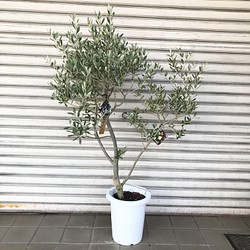 オリーブの木 Oli Me オリーミー ネバディロブランコ シプレッシーノ 8号 1 52 その他インテリア雑貨 Plants Shop Olive 通販 Creema クリーマ ハンドメイド 手作り クラフト作品の販売サイト