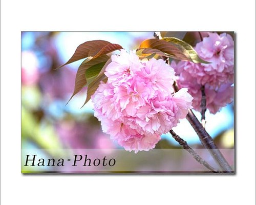 1508) 華やかな八重桜（サトザクラ）と陽光桜 ポストカード5枚組 