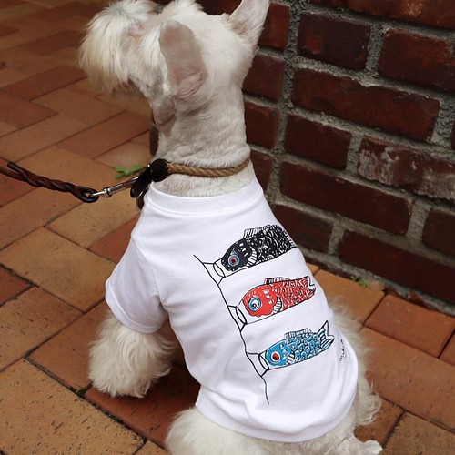 わんちゃん用 こいのぼりＴシャツ 犬 DOG わんこ 犬服 ペット服