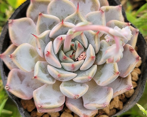 売れ筋日本 多肉植物 ピンクザラゴーサ 抜き苗 美苗♪ エケベリア 二