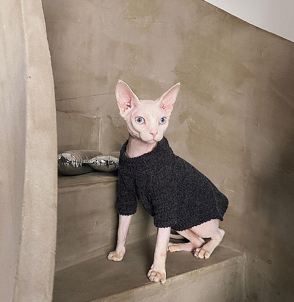 猫服 スフィンクスネコ インナーセーター ラウンドネックニット 激安卸販売新品 全二色選べる 和モダン