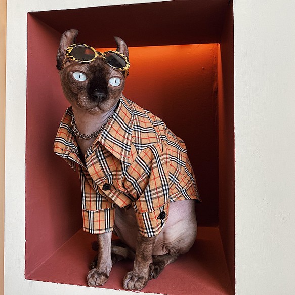 猫服 犬服 スフィンクスネコ レトロチェックシャツ オシャレのｔシャツ ワイシャツ Lancasterdentistry Net
