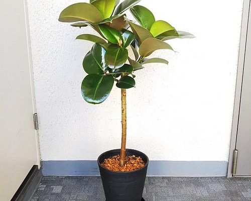 【現品】フィカス・ソフィア 大型観葉植物 高級セラアート鉢受皿付