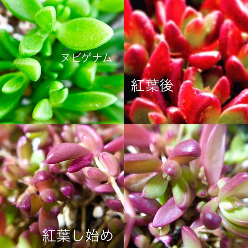 多肉植物 気まぐれ寄せ植え レア品種入り カット苗 フラワー リース N 通販 Creema クリーマ ハンドメイド 手作り クラフト作品の販売サイト