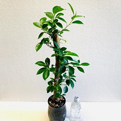 ハイドロカルチャー ガジュマル 大きいサイズ 小石原焼 陶器 観葉植物 その他インテリア雑貨 Love 通販 Creema クリーマ ハンドメイド 手作り クラフト作品の販売サイト