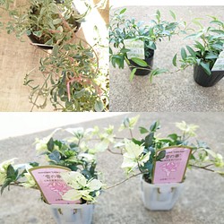 寄せ植えなどに リーフセット ヘデラ2種 ジャスミン 6ポットセット フラワー リース Aoka 通販 Creema クリーマ ハンドメイド 手作り クラフト作品の販売サイト