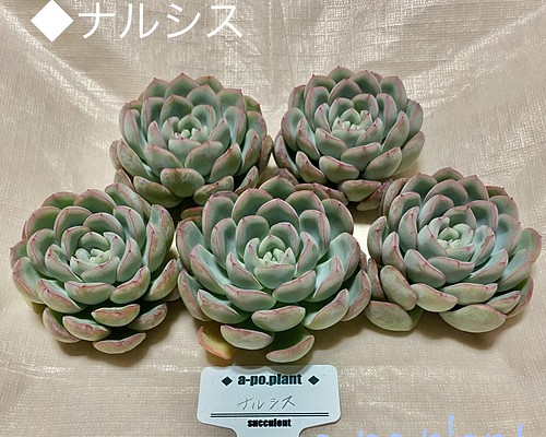 NEW ナルシス 多肉植物 韓国苗 高級品種 多肉植物 a-po.plant 通販